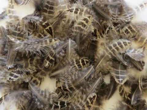 Beige and Chocolate Striped Feathers Bulk