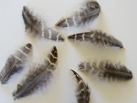 Beige and Chocolate Striped Feathers Closeup