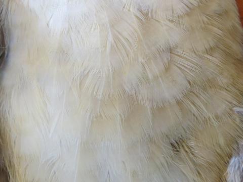 Cream Feathers Layered