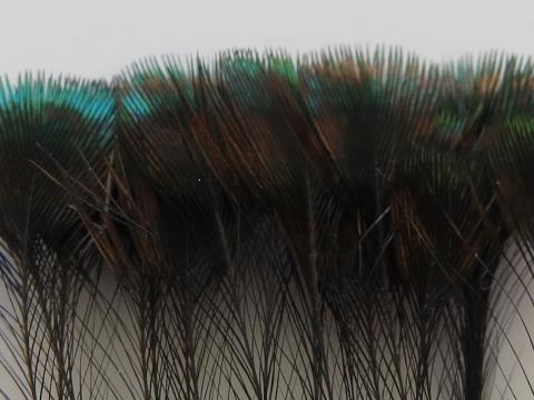 Peahen Crest Feathers Closeup