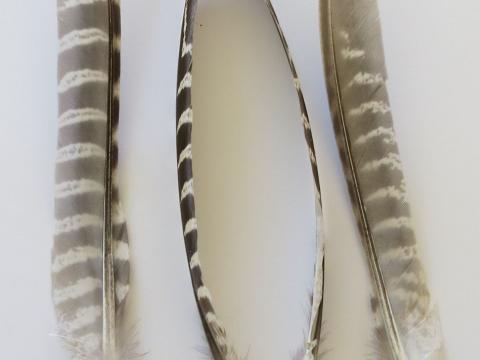 Pheasant Primary Wing Feathers Closeup