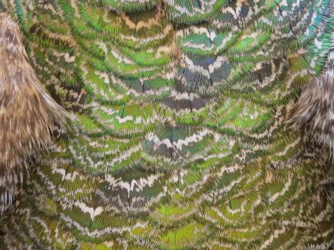 Shimmering Green Feathers Layered