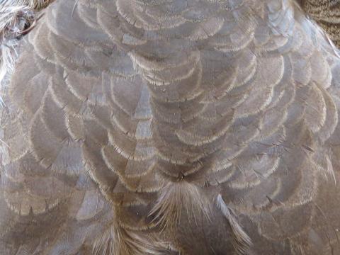 Silver Brown Feathers Layered