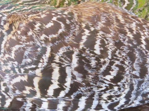 Striped Brown and White Feathers Layered