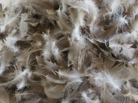 Grey Goose Feathers Bulk