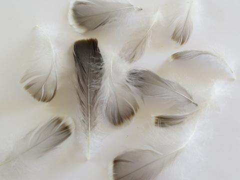 Grey Goose Feathers Closeup