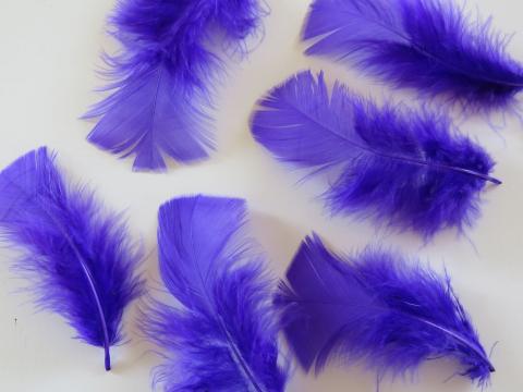 Purple Turkey Feathers Closeup