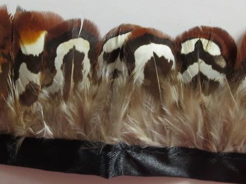 Venery Pheasant Feathers Banded