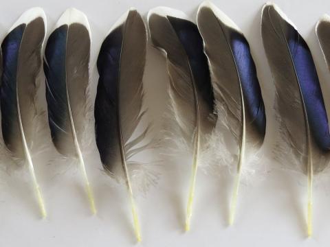 Metallic Blue Quills