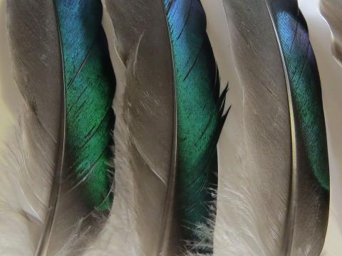 Metallic Green Quills Closeup