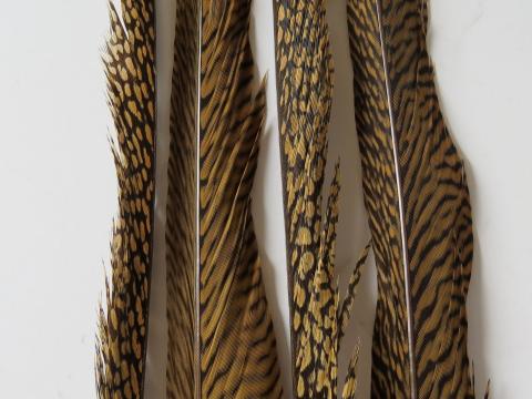 Golden Pheasant Tail Feathers Closeup