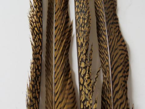 Golden Pheasant Tail Feathers Closeup