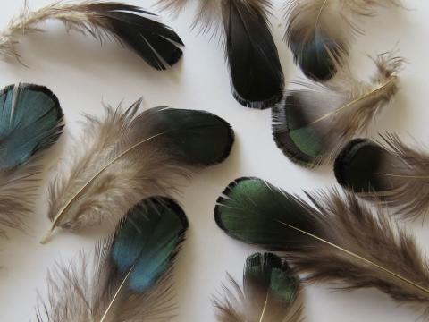 Lady Amhurst Green Loose Feathers Closeup
