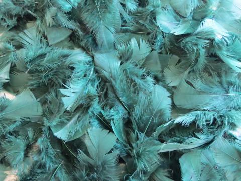 Emerald Green Turkey Plumage Bulk