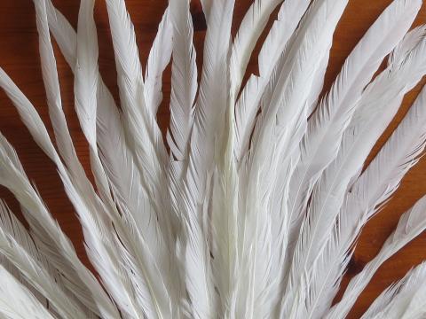 Natural White Rooster Tail Feathers Closeup