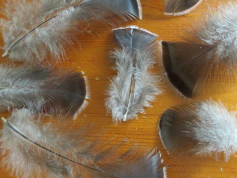 Chocolate White Tip Feathers Closeup