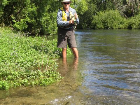 Rainbow on a cicada dry fly