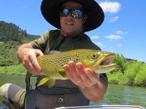 28 trout on cicadas