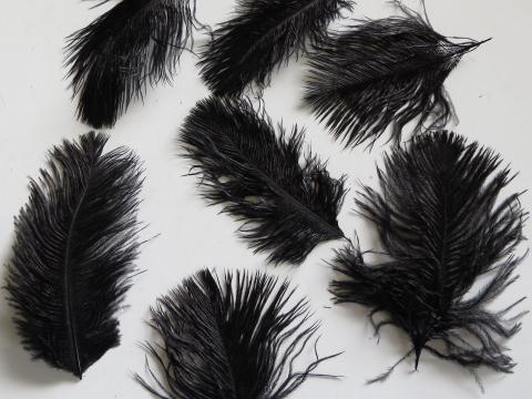 Black Ostrich Drab Feathers