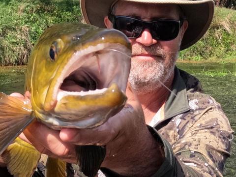 Spring Creek Brown on an Elk Hair Caddis