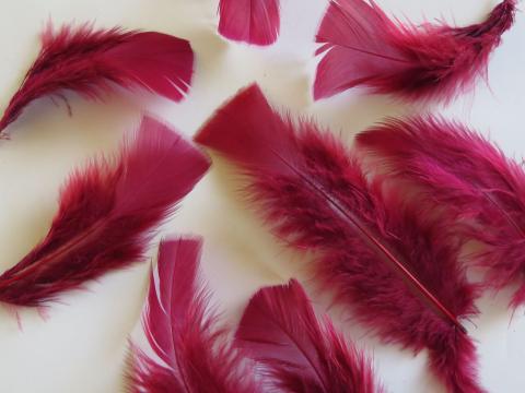 Burgundy Turkey Plumage Feathers Closeup
