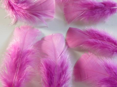 Fairy Pink Turkey Plumage Closeup