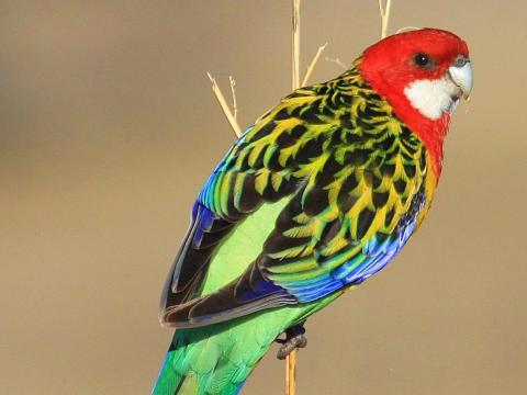 Rosella