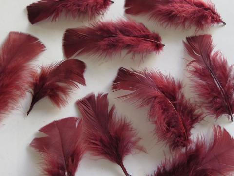 Maroon Turkey Plumage Feathers Closeup