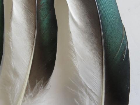 Shiny Green Quills Closeup