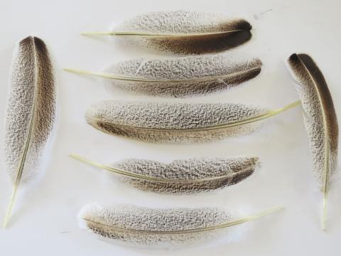 Dark Speckled Turkey Quill Feathers