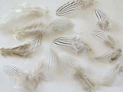 Silver Pheasant Feathers Closeup