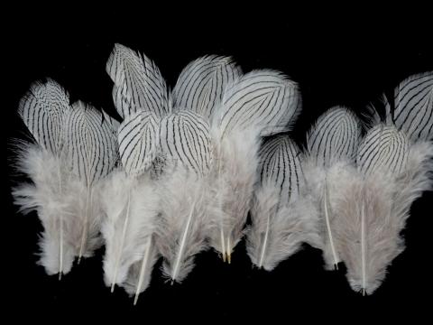 Silver Pheasant Plumage Closeup