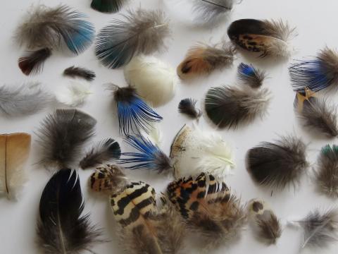 Mixed Small Feathers Closeup