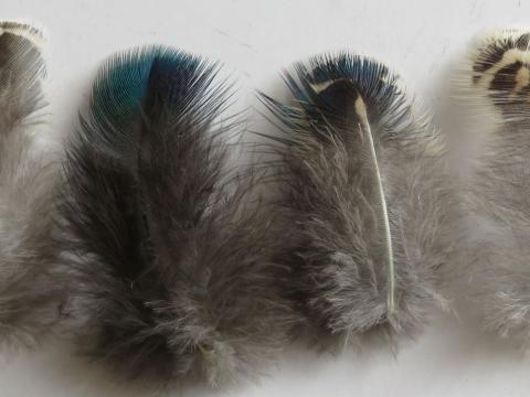 Calico Green Feathers Closeup