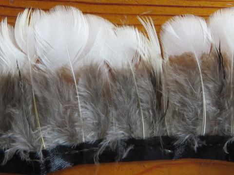 Lady Amhurst White Rounded Feathers