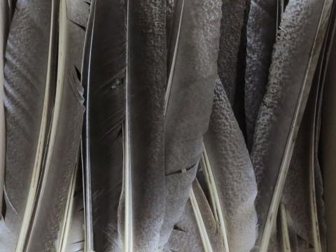 Dark Speckled Turkey Primary Wing Feathers Bulk