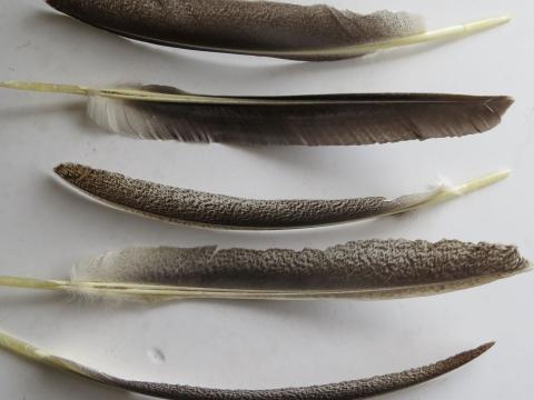 Dark Speckled Turkey Primary Wing Feathers Closeup