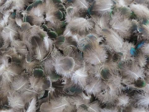 Metallic Green Weaver Feathers Bulk