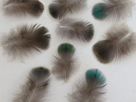 Metallic Green Weaver Feathers Closeup