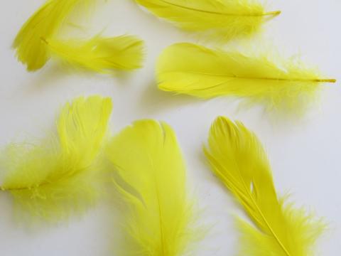 Yellow goose feathers closeup