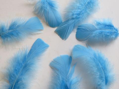 Baby Blue Turkey Plumage Feathers Closeup