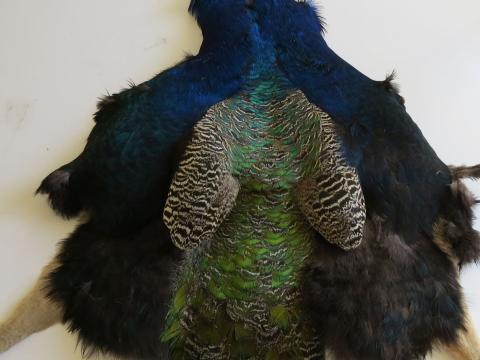 Shimmering Green Peacock Pelt