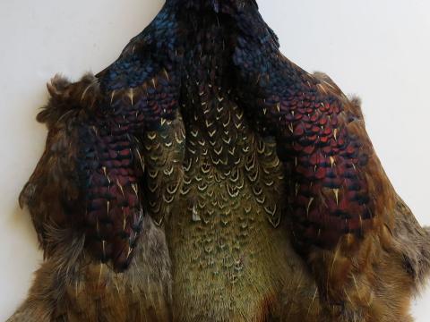 melanistic-pheasant-pelt.jpg