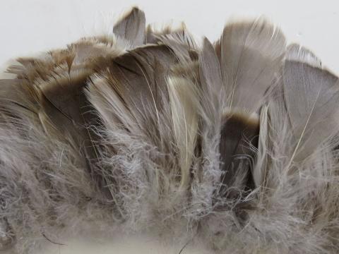 Grey Goose Strung Feathers Closeup