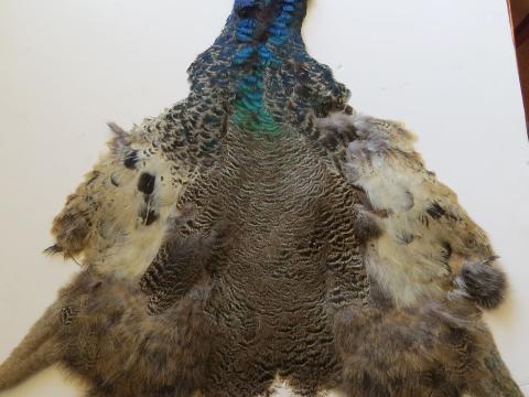 Juvenile Peacock Pelt