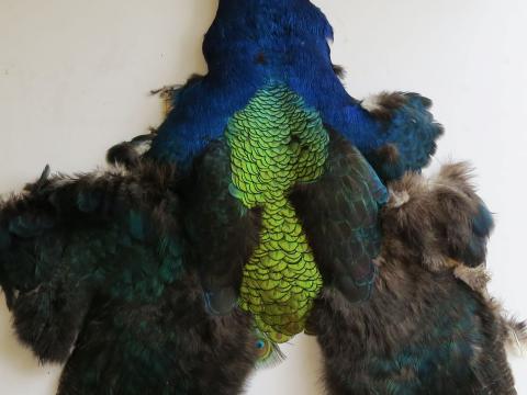 Melanistic Peacock Pelt