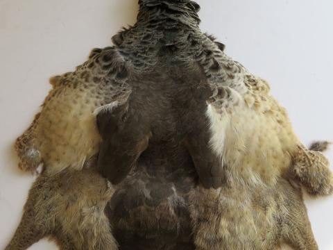 Peahen Pelt