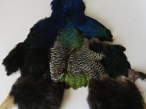 Second grade peacock pelt