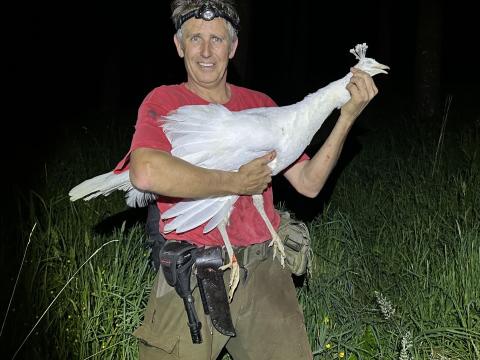 Albino peahen