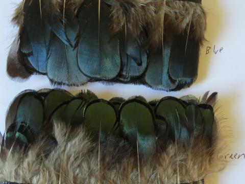 Lady Amhurst Blue Banded Feathers compared to green